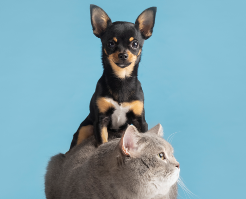 Plano de saúde pet atende animais a partir de R$ 20