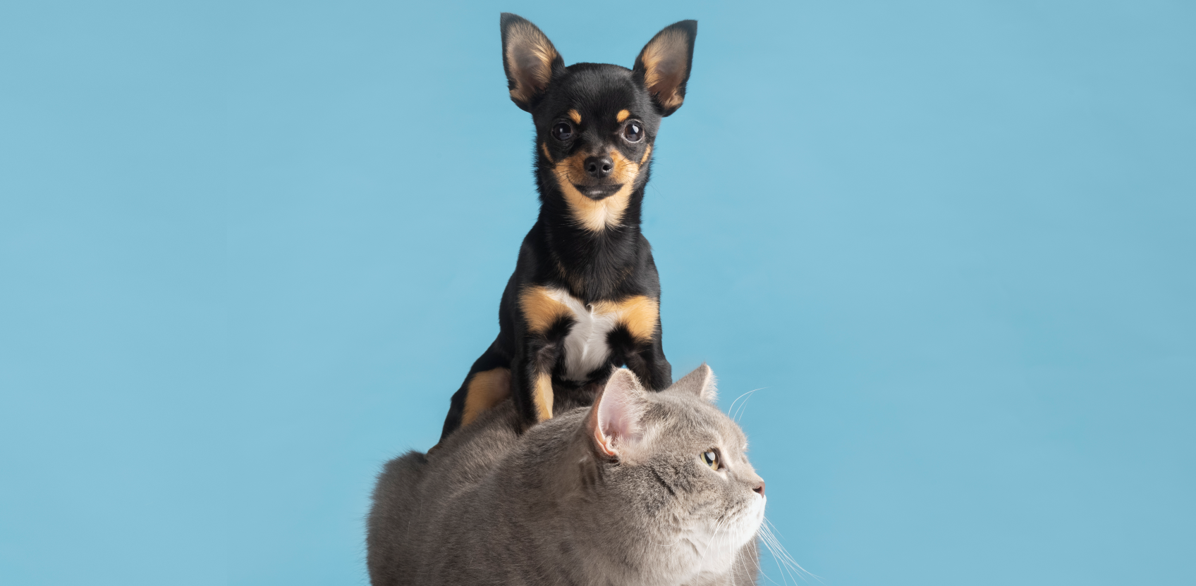 Plano de saúde pet atende animais a partir de R$ 20
